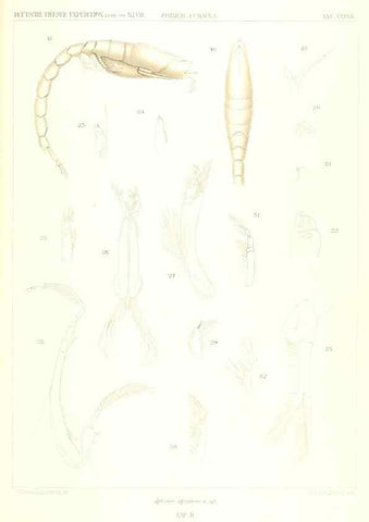 Reproducción/Reproduction 49489705562: Wissenschaftliche Ergebnisse der Deutschen Tiefsee-Expedition auf dem Dampfer ""Valdivia"" 1898-1899.. Jena,G. Fischer,1902-40.. 