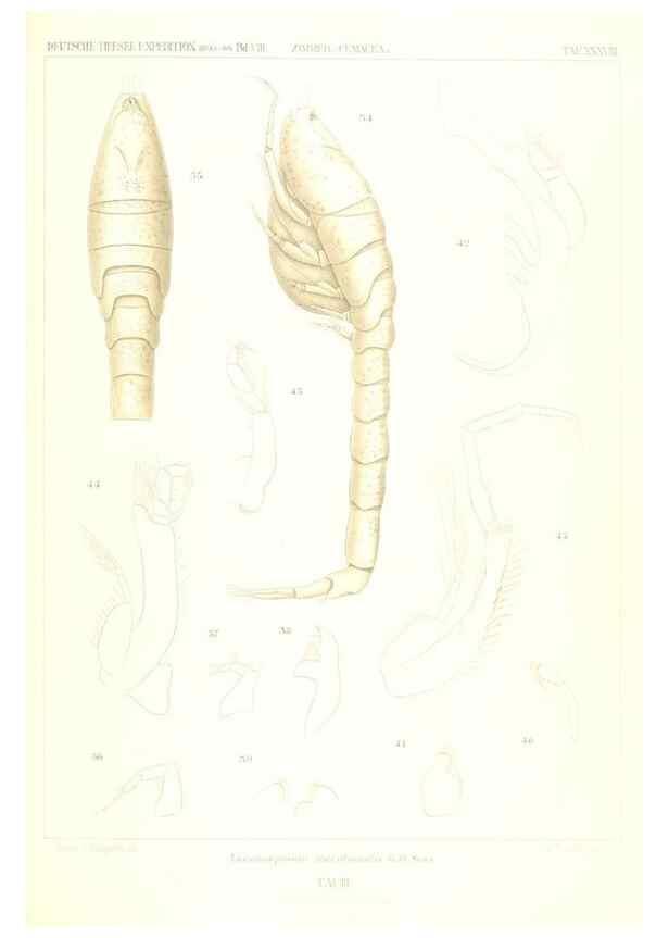 Reproducción/Reproduction 49488998613: Wissenschaftliche Ergebnisse der Deutschen Tiefsee-Expedition auf dem Dampfer ""Valdivia"" 1898-1899.. Jena,G. Fischer,1902-40.. 