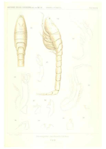 Reproducción/Reproduction 49488998613: Wissenschaftliche Ergebnisse der Deutschen Tiefsee-Expedition auf dem Dampfer ""Valdivia"" 1898-1899.. Jena,G. Fischer,1902-40.. 