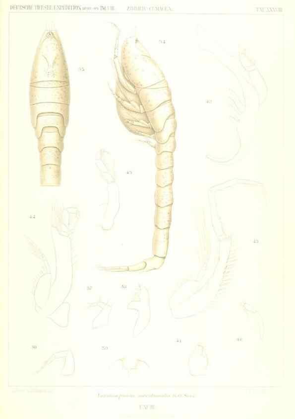 Reproducción/Reproduction 49488998613: Wissenschaftliche Ergebnisse der Deutschen Tiefsee-Expedition auf dem Dampfer ""Valdivia"" 1898-1899.. Jena,G. Fischer,1902-40.. 