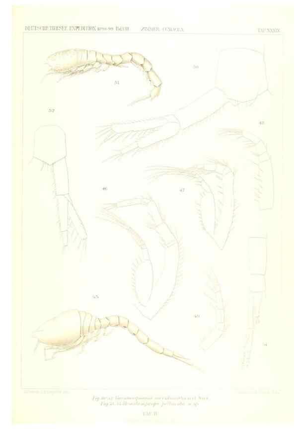 Reproducción/Reproduction 49488998893: Wissenschaftliche Ergebnisse der Deutschen Tiefsee-Expedition auf dem Dampfer ""Valdivia"" 1898-1899.. Jena,G. Fischer,1902-40.. 
