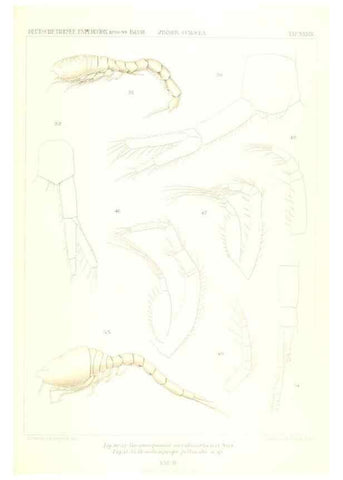 Reproducción/Reproduction 49488998893: Wissenschaftliche Ergebnisse der Deutschen Tiefsee-Expedition auf dem Dampfer ""Valdivia"" 1898-1899.. Jena,G. Fischer,1902-40.. 