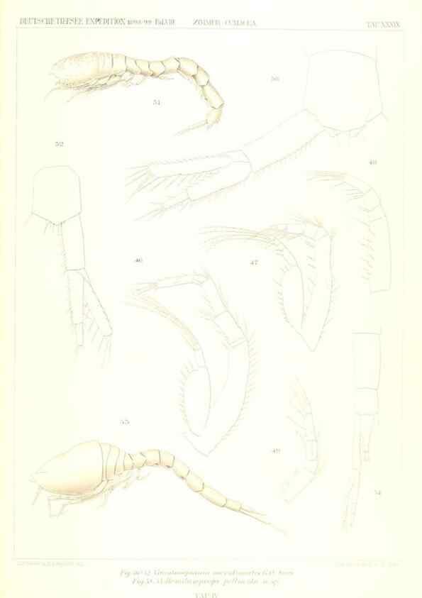 Reproducción/Reproduction 49488998893: Wissenschaftliche Ergebnisse der Deutschen Tiefsee-Expedition auf dem Dampfer ""Valdivia"" 1898-1899.. Jena,G. Fischer,1902-40.. 