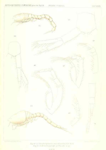 Reproducción/Reproduction 49488998893: Wissenschaftliche Ergebnisse der Deutschen Tiefsee-Expedition auf dem Dampfer ""Valdivia"" 1898-1899.. Jena,G. Fischer,1902-40.. 
