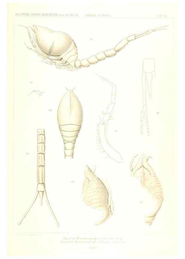 Reproducción/Reproduction 49488999123: Wissenschaftliche Ergebnisse der Deutschen Tiefsee-Expedition auf dem Dampfer ""Valdivia"" 1898-1899.. Jena,G. Fischer,1902-40.. 