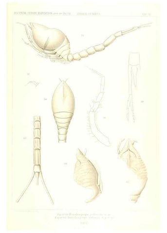 Reproducción/Reproduction 49488999123: Wissenschaftliche Ergebnisse der Deutschen Tiefsee-Expedition auf dem Dampfer ""Valdivia"" 1898-1899.. Jena,G. Fischer,1902-40.. 