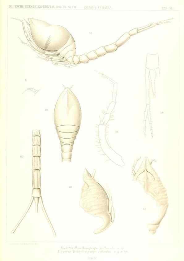 Reproducción/Reproduction 49488999123: Wissenschaftliche Ergebnisse der Deutschen Tiefsee-Expedition auf dem Dampfer ""Valdivia"" 1898-1899.. Jena,G. Fischer,1902-40.. 