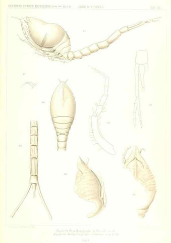 Reproducción/Reproduction 49488999123: Wissenschaftliche Ergebnisse der Deutschen Tiefsee-Expedition auf dem Dampfer ""Valdivia"" 1898-1899.. Jena,G. Fischer,1902-40.. 