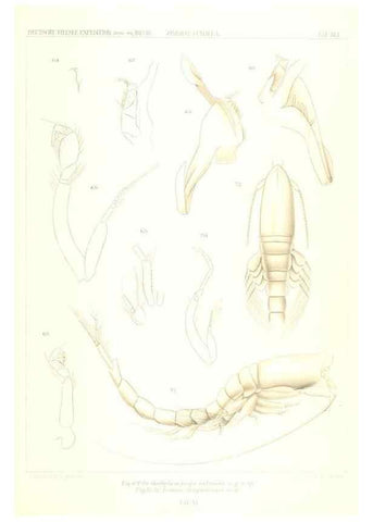 Reproducción/Reproduction 49488999323: Wissenschaftliche Ergebnisse der Deutschen Tiefsee-Expedition auf dem Dampfer ""Valdivia"" 1898-1899.. Jena,G. Fischer,1902-40.. 