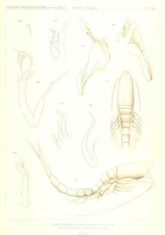 Reproducción/Reproduction 49488999323: Wissenschaftliche Ergebnisse der Deutschen Tiefsee-Expedition auf dem Dampfer ""Valdivia"" 1898-1899.. Jena,G. Fischer,1902-40.. 