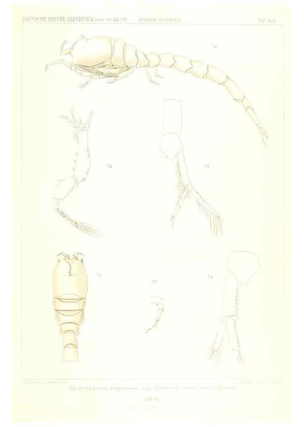Reproducción/Reproduction 49489497376: Wissenschaftliche Ergebnisse der Deutschen Tiefsee-Expedition auf dem Dampfer ""Valdivia"" 1898-1899.. Jena,G. Fischer,1902-40.. 