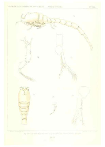 Reproducción/Reproduction 49489497376: Wissenschaftliche Ergebnisse der Deutschen Tiefsee-Expedition auf dem Dampfer ""Valdivia"" 1898-1899.. Jena,G. Fischer,1902-40.. 