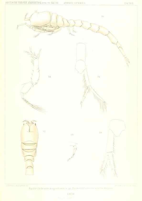 Reproducción/Reproduction 49489497376: Wissenschaftliche Ergebnisse der Deutschen Tiefsee-Expedition auf dem Dampfer ""Valdivia"" 1898-1899.. Jena,G. Fischer,1902-40.. 