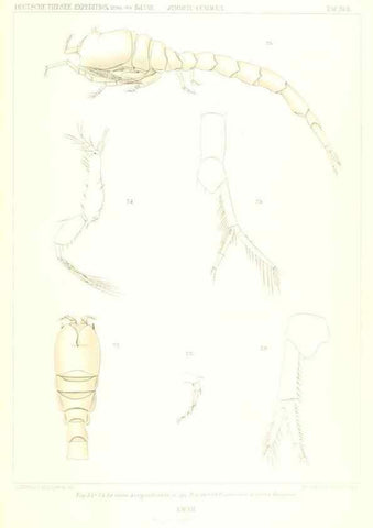 Reproducción/Reproduction 49489497376: Wissenschaftliche Ergebnisse der Deutschen Tiefsee-Expedition auf dem Dampfer ""Valdivia"" 1898-1899.. Jena,G. Fischer,1902-40.. 