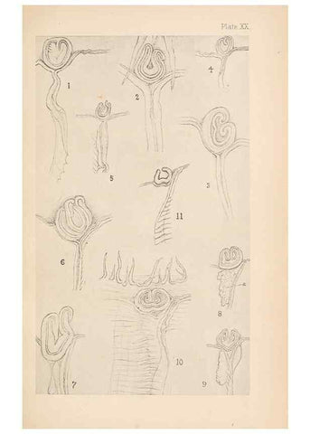 Reproducción/Reproduction 49488381111: The British Tunicata;. London,Printed for the Ray society,1905-12.. 