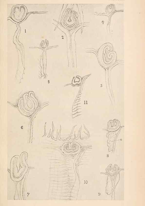 Reproducción/Reproduction 49488381111: The British Tunicata;. London,Printed for the Ray society,1905-12.. 