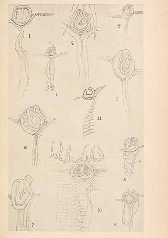 Reproducción/Reproduction 49488381111: The British Tunicata;. London,Printed for the Ray society,1905-12.. 