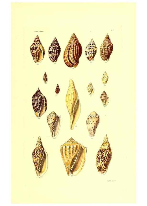 Reproducción/Reproduction 49492055047: Thesaurus conchyliorum, or, Monographs of genera of shells. London :Sowerby ...,1847-1887.. 