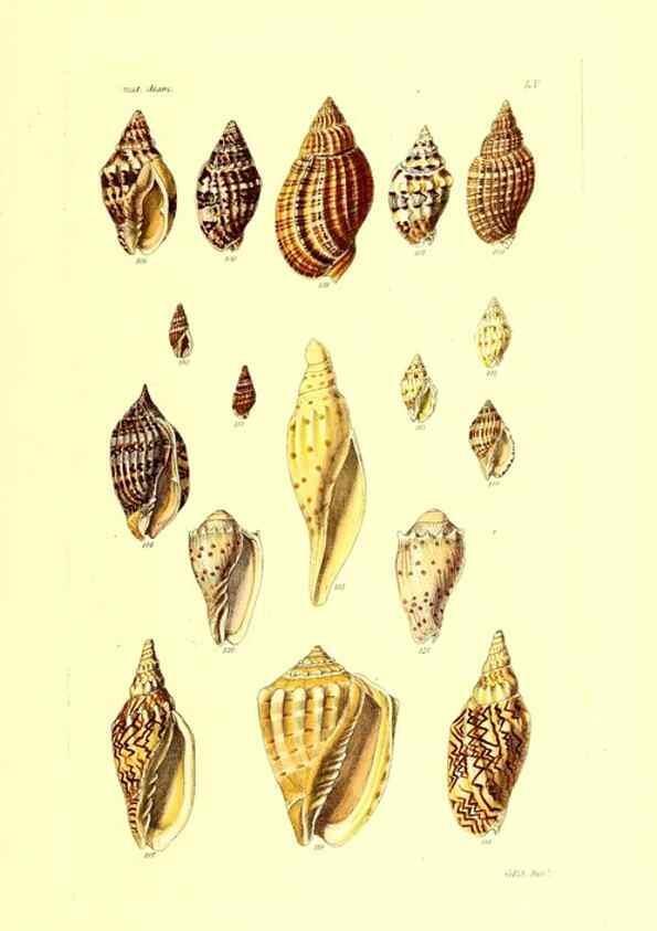 Reproducción/Reproduction 49492055047: Thesaurus conchyliorum, or, Monographs of genera of shells. London :Sowerby ...,1847-1887.. 