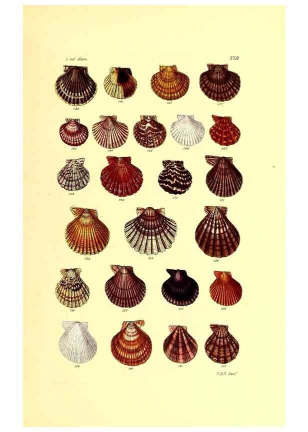 Reproducción/Reproduction 49492044422: Thesaurus conchyliorum, or, Monographs of genera of shells. London :Sowerby ...,1847-1887.. 