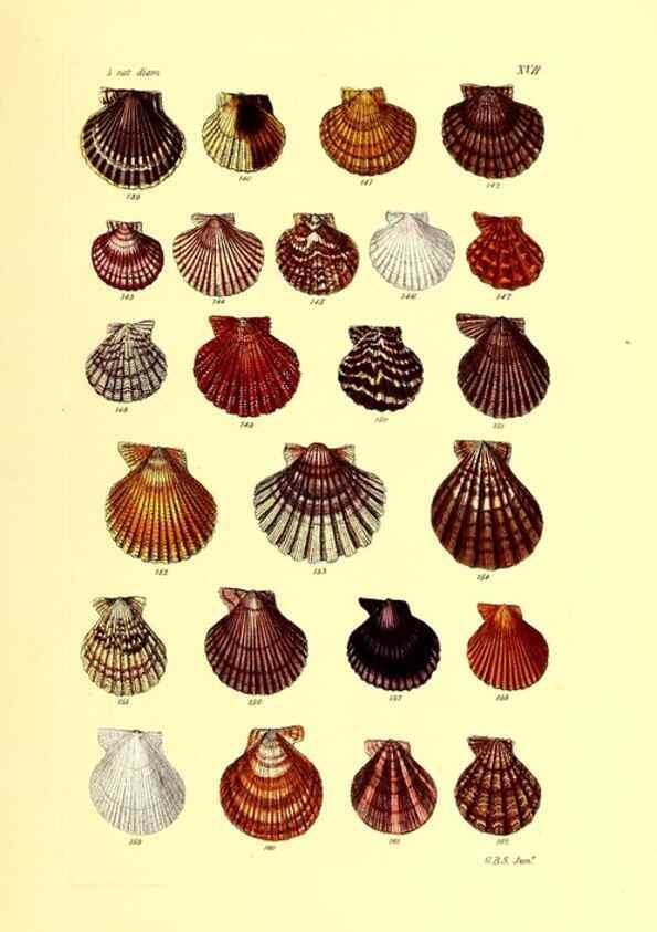 Reproducción/Reproduction 49492044422: Thesaurus conchyliorum, or, Monographs of genera of shells. London :Sowerby ...,1847-1887.. 