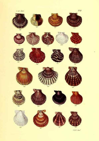 Reproducción/Reproduction 49492044422: Thesaurus conchyliorum, or, Monographs of genera of shells. London :Sowerby ...,1847-1887.. 