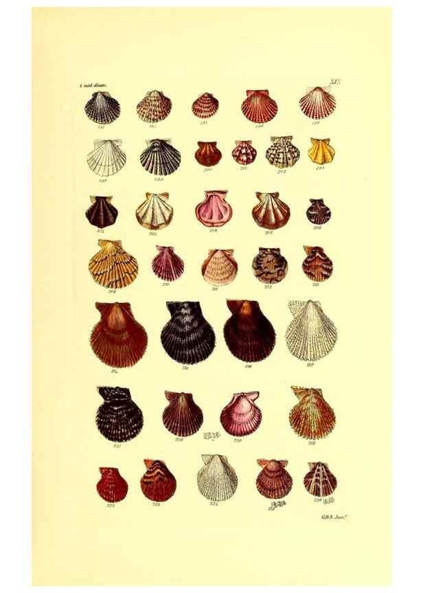 Reproducción/Reproduction 49491333288: Thesaurus conchyliorum, or, Monographs of genera of shells. London :Sowerby ...,1847-1887.. 