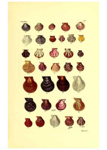 Reproducción/Reproduction 49491333288: Thesaurus conchyliorum, or, Monographs of genera of shells. London :Sowerby ...,1847-1887.. 