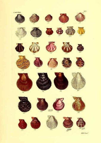Reproducción/Reproduction 49491333288: Thesaurus conchyliorum, or, Monographs of genera of shells. London :Sowerby ...,1847-1887.. 