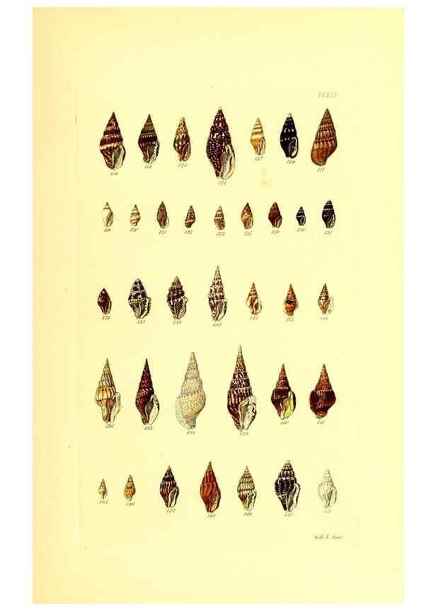 Reproducción/Reproduction 49492051222: Thesaurus conchyliorum, or, Monographs of genera of shells. London :Sowerby ...,1847-1887.. 