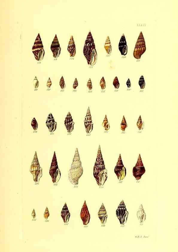 Reproducción/Reproduction 49492051222: Thesaurus conchyliorum, or, Monographs of genera of shells. London :Sowerby ...,1847-1887.. 