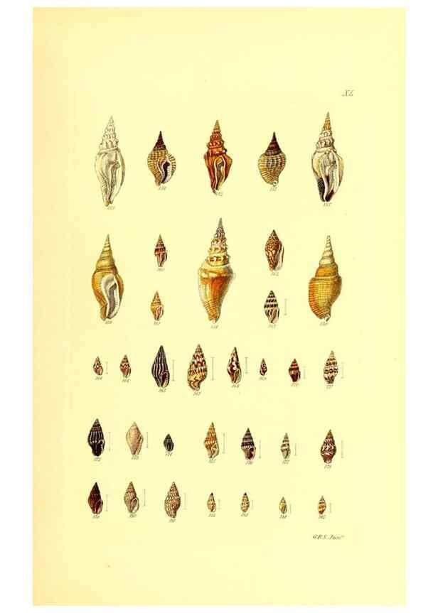 Reproducción/Reproduction 49492051457: Thesaurus conchyliorum, or, Monographs of genera of shells. London :Sowerby ...,1847-1887.. 