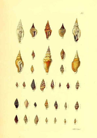 Reproducción/Reproduction 49492051457: Thesaurus conchyliorum, or, Monographs of genera of shells. London :Sowerby ...,1847-1887.. 