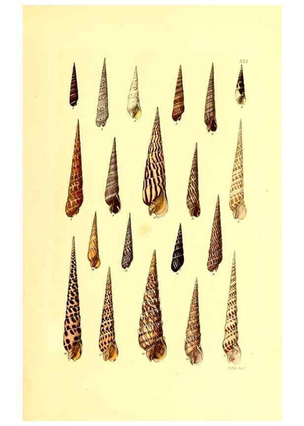 Reproducción/Reproduction 49491340033: Thesaurus conchyliorum, or, Monographs of genera of shells. London :Sowerby ...,1847-1887.. 