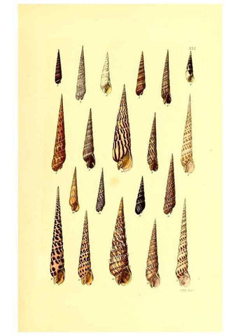 Reproducción/Reproduction 49491340033: Thesaurus conchyliorum, or, Monographs of genera of shells. London :Sowerby ...,1847-1887.. 