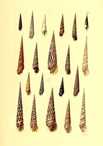 Reproducción/Reproduction 49491340033: Thesaurus conchyliorum, or, Monographs of genera of shells. London :Sowerby ...,1847-1887.. 