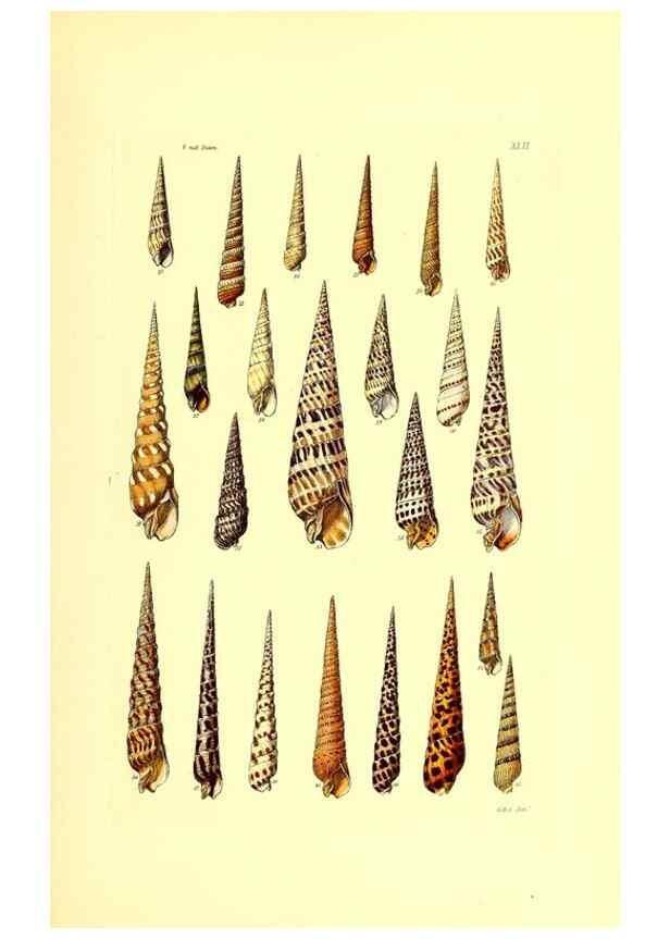 Reproducción/Reproduction 49491841701: Thesaurus conchyliorum, or, Monographs of genera of shells. London :Sowerby ...,1847-1887.. 