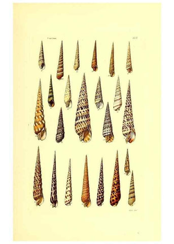 Reproducción/Reproduction 49491841701: Thesaurus conchyliorum, or, Monographs of genera of shells. London :Sowerby ...,1847-1887.. 