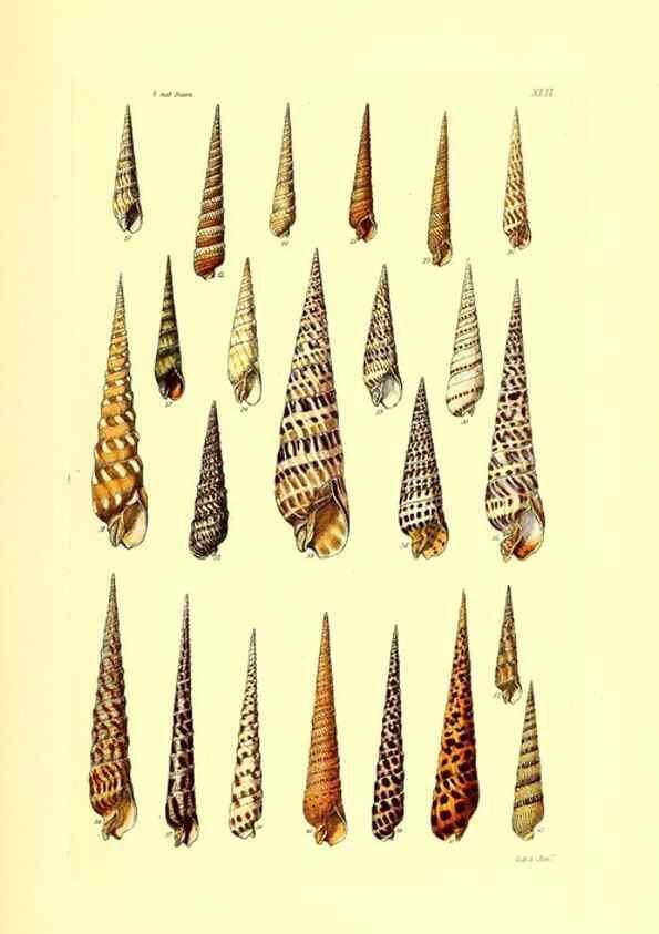 Reproducción/Reproduction 49491841701: Thesaurus conchyliorum, or, Monographs of genera of shells. London :Sowerby ...,1847-1887.. 