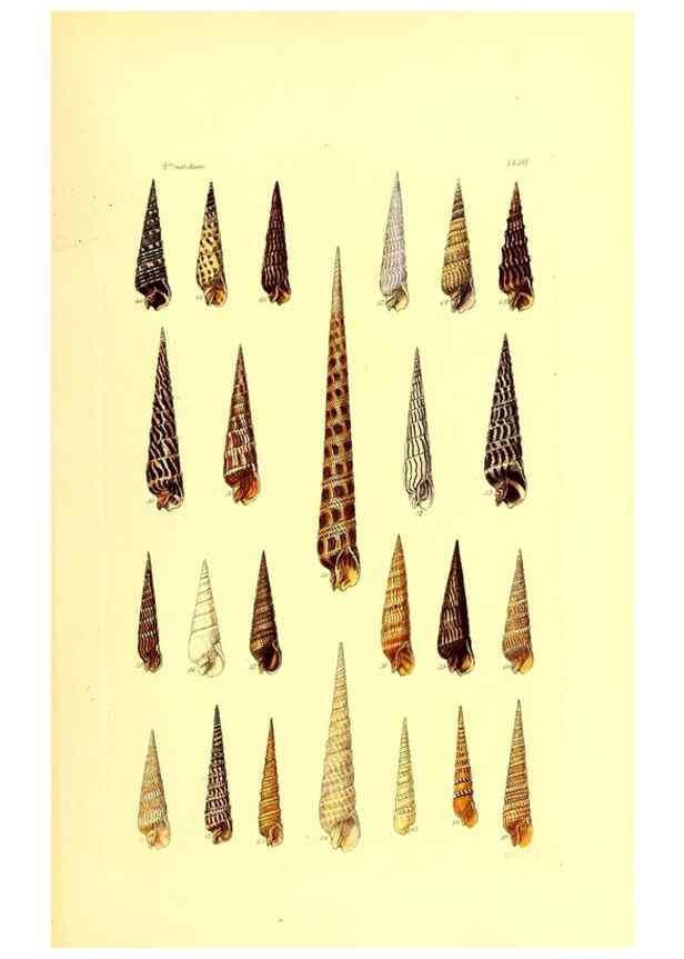 Reproducción/Reproduction 49492052107: Thesaurus conchyliorum, or, Monographs of genera of shells. London :Sowerby ...,1847-1887.. 