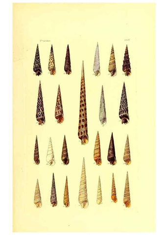 Reproducción/Reproduction 49492052107: Thesaurus conchyliorum, or, Monographs of genera of shells. London :Sowerby ...,1847-1887.. 