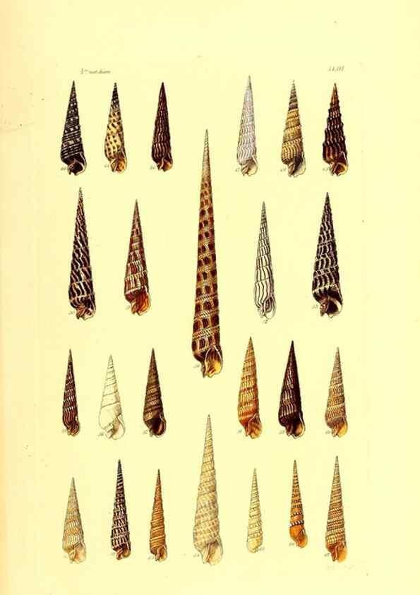 Reproducción/Reproduction 49492052107: Thesaurus conchyliorum, or, Monographs of genera of shells. London :Sowerby ...,1847-1887.. 