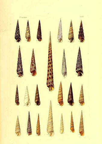 Reproducción/Reproduction 49492052107: Thesaurus conchyliorum, or, Monographs of genera of shells. London :Sowerby ...,1847-1887.. 