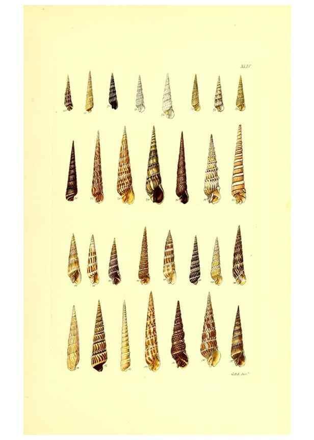 Reproducción/Reproduction 49491842206: Thesaurus conchyliorum, or, Monographs of genera of shells. London :Sowerby ...,1847-1887.. 