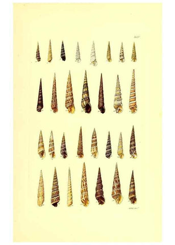Reproducción/Reproduction 49491842206: Thesaurus conchyliorum, or, Monographs of genera of shells. London :Sowerby ...,1847-1887.. 