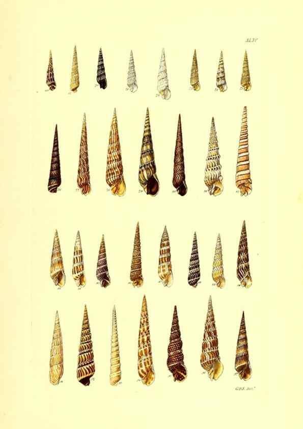 Reproducción/Reproduction 49491842206: Thesaurus conchyliorum, or, Monographs of genera of shells. London :Sowerby ...,1847-1887.. 