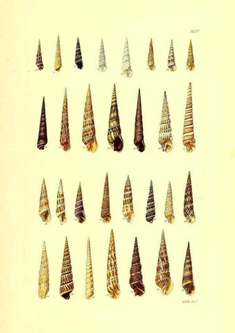 Reproducción/Reproduction 49491842206: Thesaurus conchyliorum, or, Monographs of genera of shells. London :Sowerby ...,1847-1887.. 