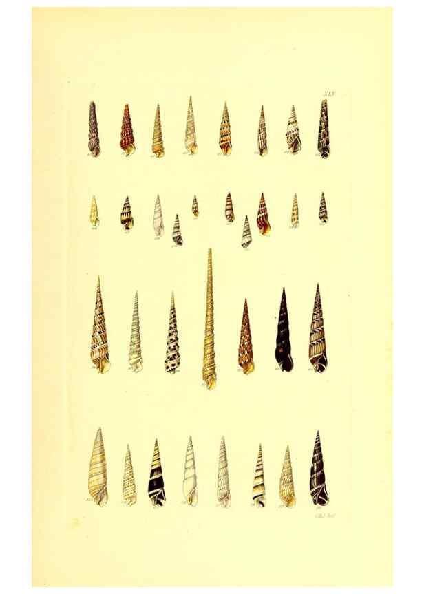 Reproducción/Reproduction 49491340873: Thesaurus conchyliorum, or, Monographs of genera of shells. London :Sowerby ...,1847-1887.. 
