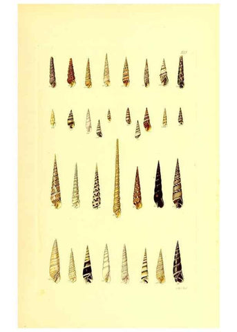 Reproducción/Reproduction 49491340873: Thesaurus conchyliorum, or, Monographs of genera of shells. London :Sowerby ...,1847-1887.. 