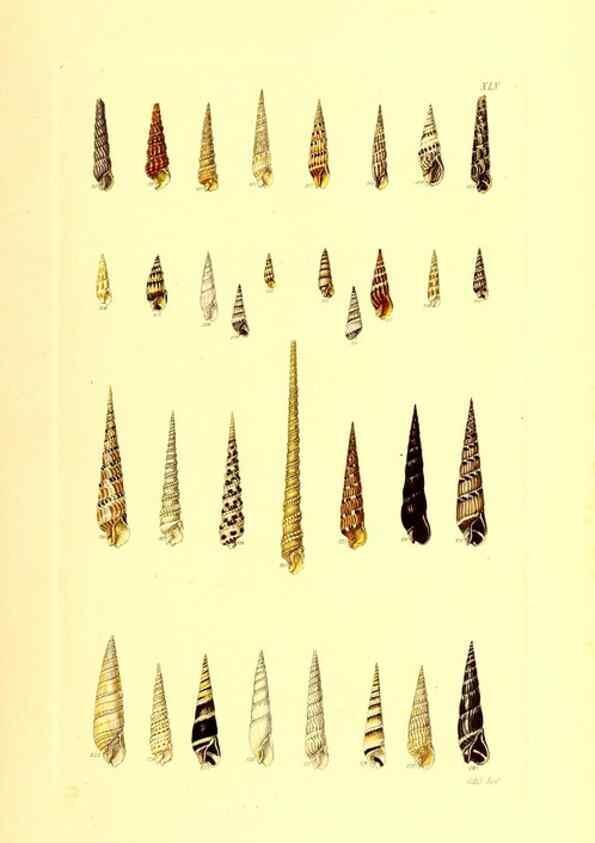 Reproducción/Reproduction 49491340873: Thesaurus conchyliorum, or, Monographs of genera of shells. London :Sowerby ...,1847-1887.. 